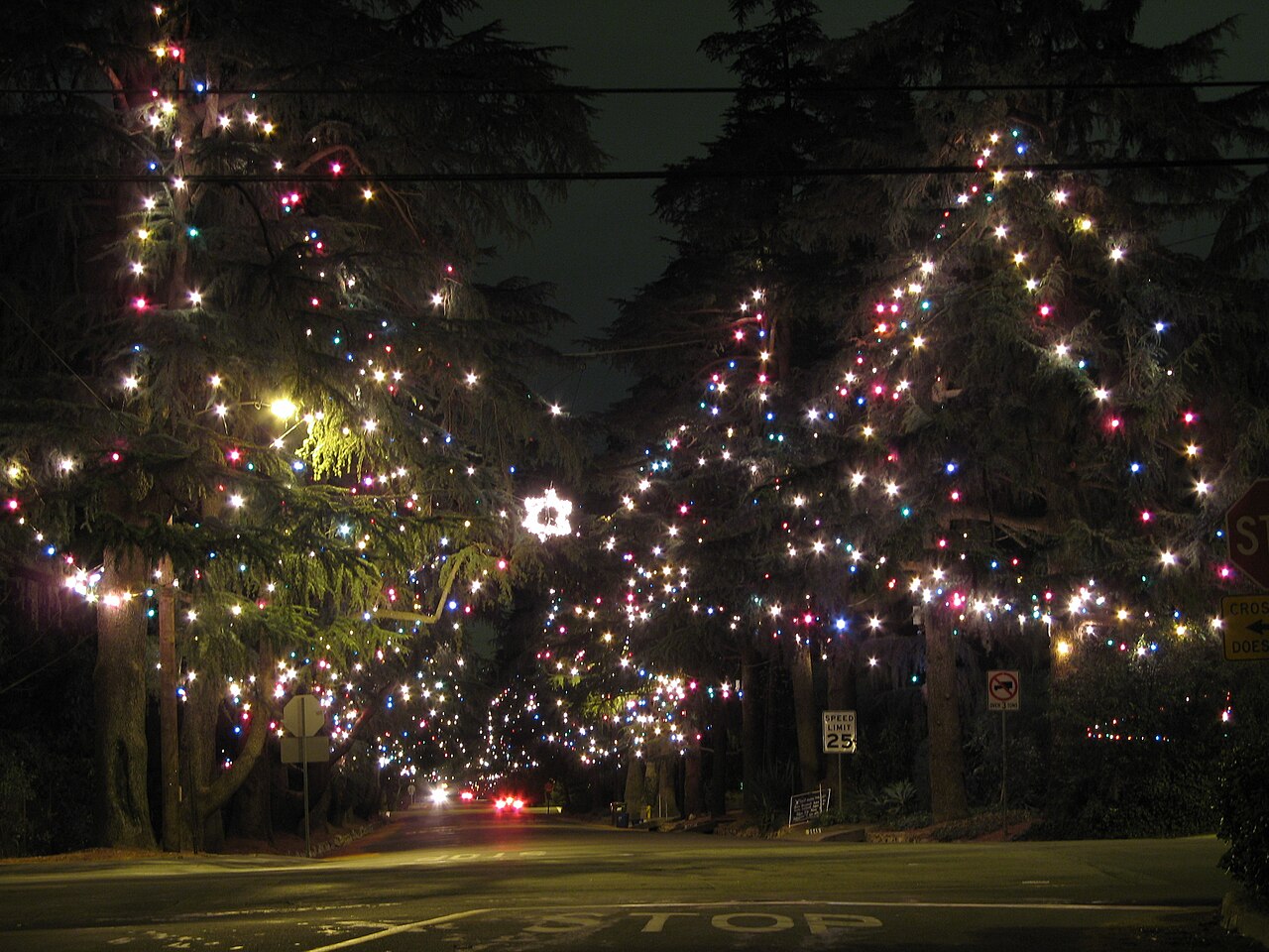 Altadena's iconic Christmas Tree Lane — towering deodar cedars lining Santa Rosa Avenue